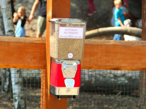 Oblíbený poník umíral ve strašlivých bolestech, nezodpovědní návštěvníci farmaparku ho nakrmili trnovníkem akátem