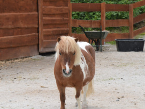 Oblíbený poník umíral ve strašlivých bolestech, nezodpovědní návštěvníci farmaparku ho nakrmili trnovníkem akátem