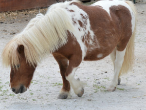 Oblíbený poník umíral ve strašlivých bolestech, nezodpovědní návštěvníci farmaparku ho nakrmili trnovníkem akátem