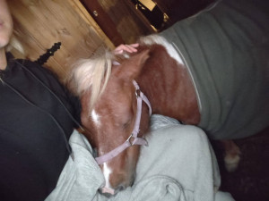 Oblíbený poník umíral ve strašlivých bolestech, návštěvníci farmaparku ho nakrmili pichlavým akátem