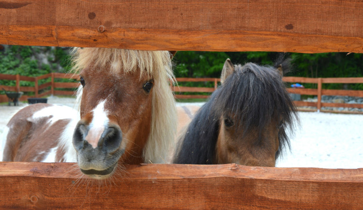 Oblíbený poník umíral ve strašlivých bolestech, nezodpovědní návštěvníci farmaparku ho nakrmili trnovníkem akátem