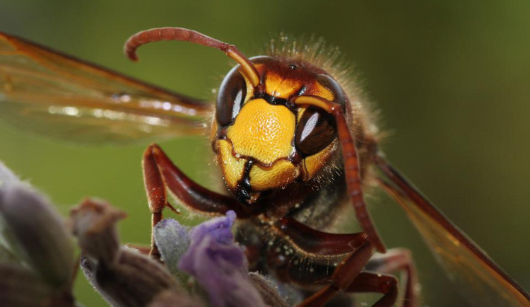 Sršni zaútočili na dva seniory a neušetřili ani záchranáře, zasahující lékař dostal silnou alergickou reakci