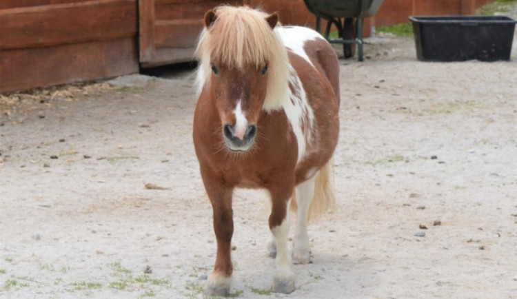 Oblíbená Pepina zaplatila životem za kolosální hloupost nezodpovědných návštěvníků