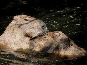 Letošní mládě kapybary dostalo jméno Máňa, největší hlodavce světa chová plzeňská zoo už 25 let