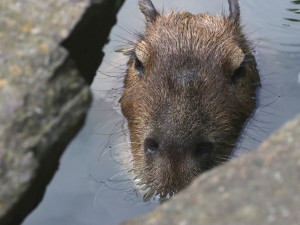 Stejně jako napřkílad hroch má oči, uši a nozdry v jedné rovině.