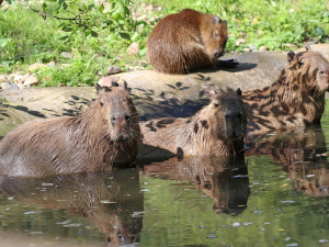 Letošní mládě kapybary dostalo jméno Máňa, největší hlodavce světa v Plzni chovají už 25 let