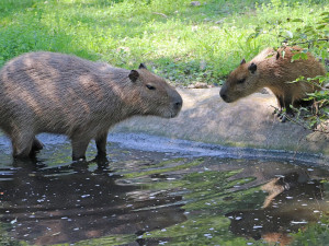 Letošní mládě kapybary dostalo jméno Máňa, největší hlodavce světa v Plzni chovají už 25 let