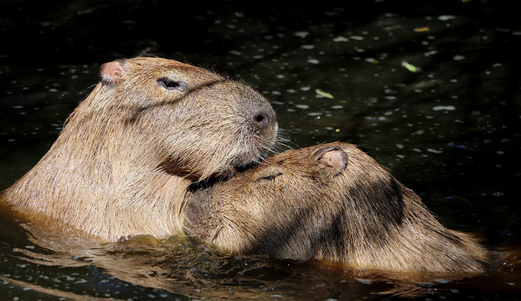 Letošní mládě kapybary dostalo jméno Máňa, největší hlodavce světa v Plzni chovají už 25 let