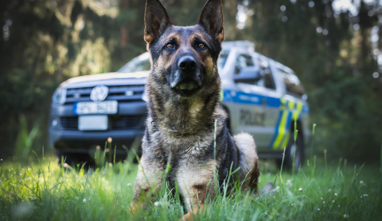 Dag se opět blýskl a na své konto si připsal další úspěšné vypátrání a zadržení pachatelů