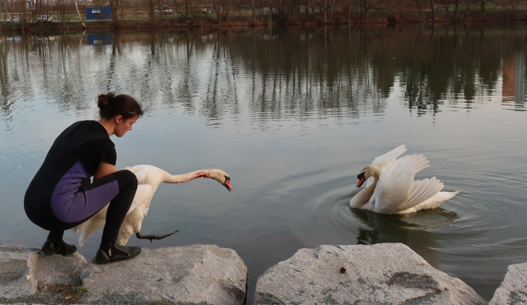 Hana Makoňová vypouští zpět do volné přírody odoperovanou a zachráněnou labuť