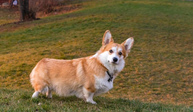 Na zámku Kozel se sešly stovky chovatelů psů plemene corgi, milovala je i britská královna Alžběta II
