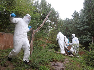 Očkování skunků je pěkně smradlavá záležitost, ošetřovatele v zoo neochránily ani speciální obleky