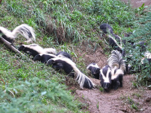 Očkování skunků je pěkně smradlavá záležitost, ošetřovatele v zoo neochránily ani speciální obleky