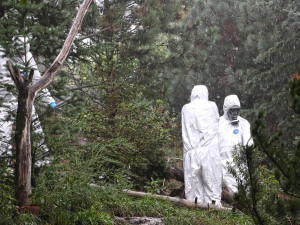 Očkování skunků je pěkně smradlavá záležitost, ošetřovatele v zoo neochránily ani speciální obleky