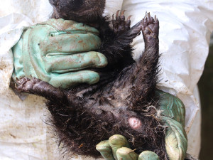 Očkování skunků je pěkně smradlavá záležitost, ošetřovatele v zoo neochránily ani speciální obleky