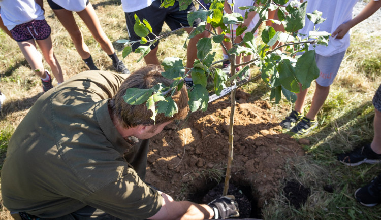 Brdské hvozdy se po kůrovcové kalamitě opět zelenají, vojenské lesy tam vysadily už 100 milionů stromů