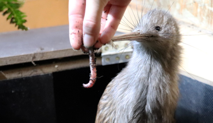 Národní symbol Nového Zélandu přicestoval do Plzně, drobný kivi už se zabydluje v nové voliéře