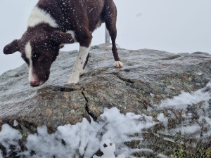 Šumava s Bavorským lesem zažila první sněžení, už v sobotu padal sníh na vrcholku Velkého Javoru