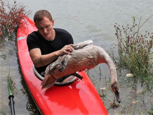 Mládě labutě doslova sešněrovala rybářská šňůra a dva zaseknuté háčky se zátěží, bez pomoci by zahynula