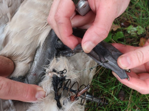 Mládě labutě doslova sešněrovala rybářská šňůra a dva zaseknuté háčky se zátěží, bez pomoci by zahynula