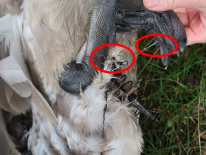 Mládě labutě doslova sešněrovala rybářská šňůra a dva zaseknuté háčky se zátěží, bez pomoci by zahynula