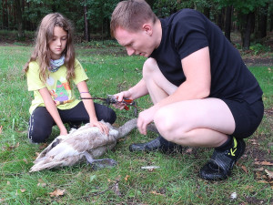 Mládě labutě doslova sešněrovala rybářská šňůra a dva zaseknuté háčky se zátěží, bez pomoci by zahynula