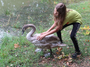 Mládě labutě doslova sešněrovala rybářská šňůra a dva zaseknuté háčky se zátěží, bez pomoci by zahynula