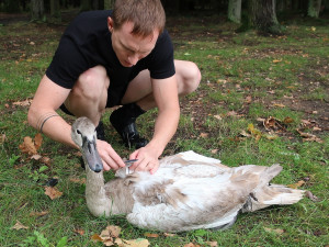 Mládě labutě doslova sešněrovala rybářská šňůra a dva zaseknuté háčky se zátěží, bez pomoci by zahynula