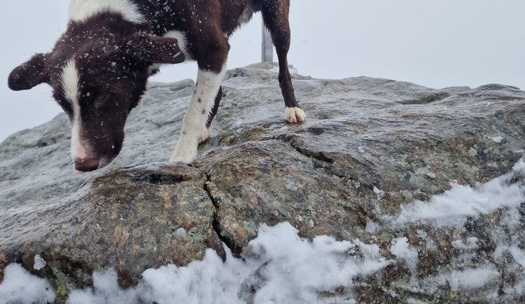 Šumava s Bavorským lesem zažila první sněžení, už v sobotu padal sníh na vrcholku Velkého Javoru