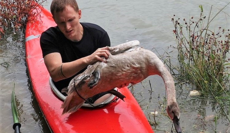 Mládě labutě doslova sešněrovala rybářská šňůra a dva zaseknuté háčky se zátěží, bez pomoci by zahynula