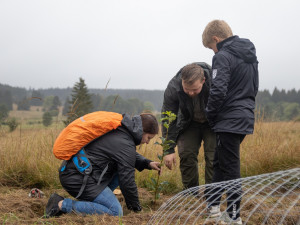 Tisíce dobrovolníků se zapojily do sázení ovocné aleje na Padrťské pláni, neodradil je ani vytrvalý déšť