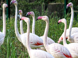 Plameňáci i oblíbení lemuři kata mají v plzeňské zoo nové výběhy, kvůli ptačí chřipce i neukázněným návštěníkům