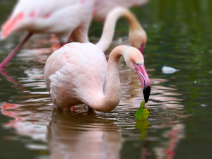 Plameňáci i oblíbení lemuři kata mají v plzeňské zoo nové výběhy