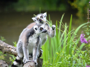 Plameňáci i oblíbení lemuři kata mají v plzeňské zoo nové výběhy