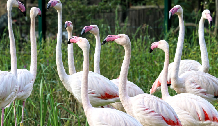 plameňák -růžový-km (2)-upr-mini