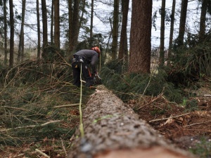 Tragédie v lese, muže tam při kácení zavalil strom. I přes obrovské úsilí záchranářů na místě zemřel