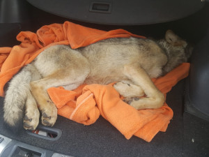 Vážně zraněný vlk sražený autem zůstává v péči záchranné stanice, nemůže se postavit na nohy