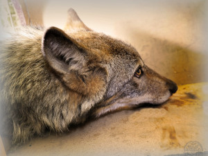 Vážně zraněný vlk sražený autem zůstává v péči záchranné stanice, nemůže se postavit na nohy