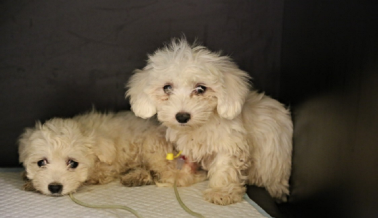 Pochybní obchodníci kupčili s umírajícími štěňaty, nechtěná zvířata házeli do kontejneru