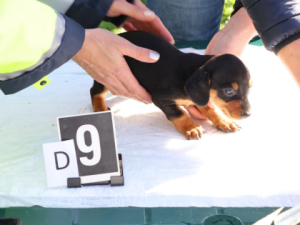 VIDEO: Policie odhalila otřesný byznys s nemocnými štěňaty, gang přeprodával zvířata po internetu