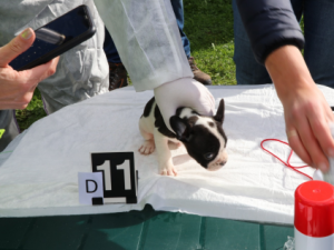 VIDEO: Policie odhalila otřesný byznys s nemocnými štěňaty, gang přeprodával zvířata po internetu