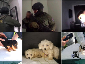VIDEO: Policie odhalila otřesný byznys se zbídačenými štěňaty, gang přeprodával zvířata po internetu