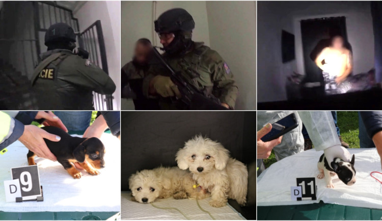 VIDEO: Policie odhalila otřesný byznys s nemocnými štěňaty, gang přeprodával zvířata po internetu