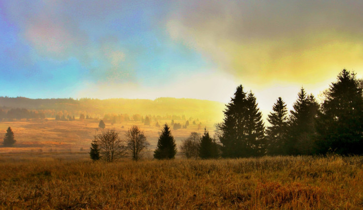 Vojenské lesy investují v Brdech 120 milionů do výsadby druhově pestrých lesů, lépe odolají změnám klimatu