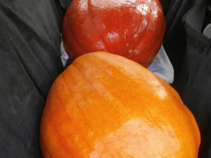 Takto se vezly dýně 300 km z Klenčí až do Jakubova