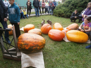 V soutěži obřích dýní se neztratily gigantické plody ze západu Čech. Ta úplně nejtěžší ze všech vážila 48,5 kg