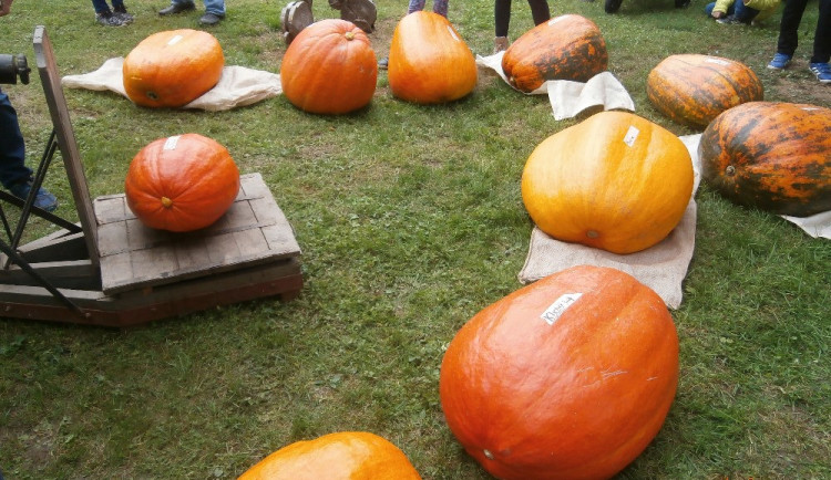 Úplně nejtěžší dýně v soutěži vážila 48,5 kg