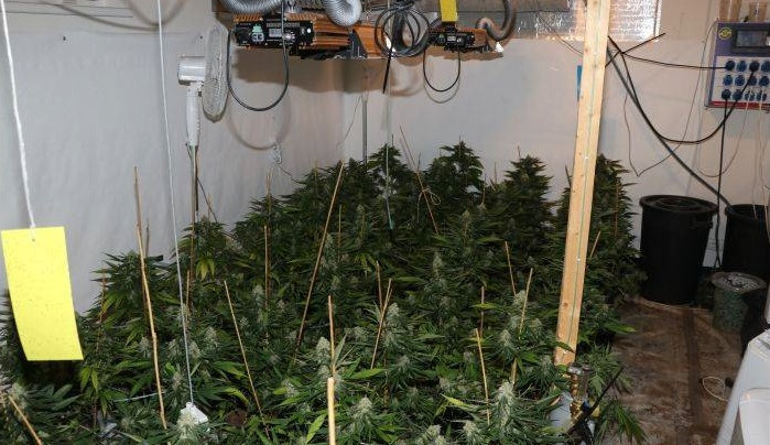 Tuto pěstírnu odhalili na Plzeňsku kriminalisté z TOXI týmu