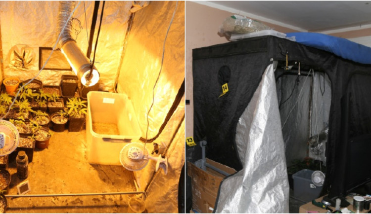 Sousedé se báli o život muže, kterého dlouho neviděli. Policie pak našla v jeho bytě pěstírnu konopí