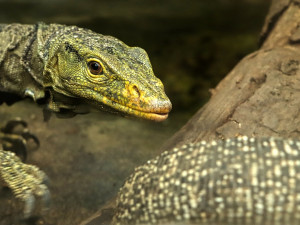 Varany plodožravé chová plzeňská zoo jako jedna z mála v Evropě, ošetřovatelé plánují odchovy